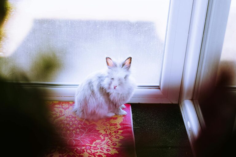 How to Set Up a Cozy and Safe Pet-Friendly Home Corner